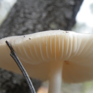 Oudemansiella gigaspora group at Acton, ACT - 10 Oct 2016