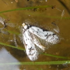 Philobota lysizona (A concealer moth) at Acton, ACT - 10 Oct 2016 by Ryl