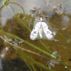 Philobota lysizona at Acton, ACT - 10 Oct 2016