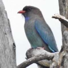 Eurystomus orientalis (Dollarbird) at Coree, ACT - 12 Oct 2016 by JohnBundock