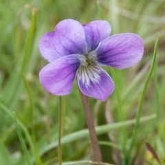 Viola betonicifolia (Mountain Violet) at Gungahlin, ACT - 12 Oct 2016 by CedricBear