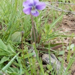 Viola betonicifolia at Gungahlin, ACT - 12 Oct 2016