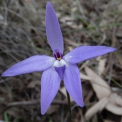 Glossodia major (Wax Lip Orchid) at Mulligans Flat - 12 Oct 2016 by CedricBear