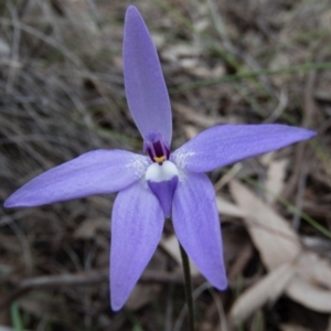 Glossodia major at Gungahlin, ACT - 12 Oct 2016