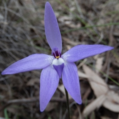 Glossodia major (Wax Lip Orchid) at Gungahlin, ACT - 12 Oct 2016 by CedricBear