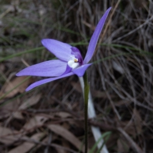 Glossodia major at Gungahlin, ACT - 12 Oct 2016