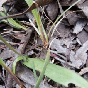 Glossodia major at Gungahlin, ACT - 12 Oct 2016