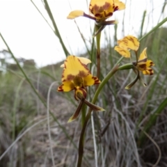 Diuris pardina (Leopard Doubletail) at Gungahlin, ACT - 12 Oct 2016 by CedricBear