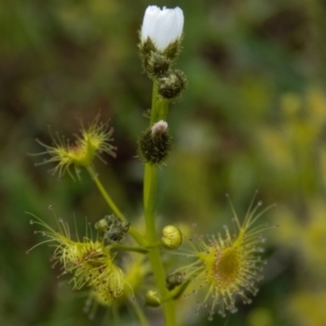 Drosera gunniana at Forde, ACT - 9 Oct 2016