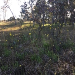 Craspedia variabilis (Common Billy Buttons) at Forde, ACT - 13 Oct 2016 by JasonC