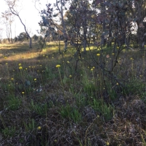 Craspedia variabilis at Forde, ACT - 13 Oct 2016