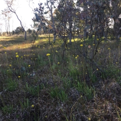 Craspedia variabilis (Common Billy Buttons) at Forde, ACT - 13 Oct 2016 by JasonC