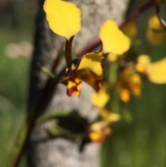 Diuris pardina (Leopard Doubletail) at Majura, ACT - 13 Oct 2016 by JasonC