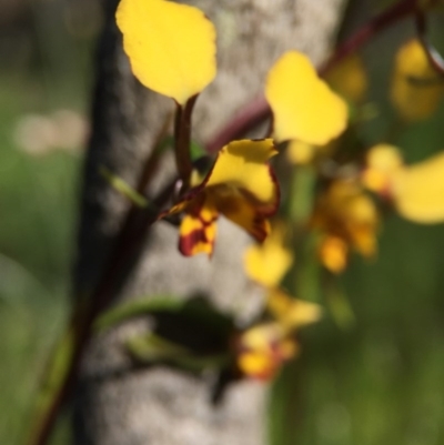 Diuris pardina (Leopard Doubletail) at Majura, ACT - 13 Oct 2016 by JasonC