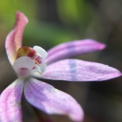 Caladenia sp. (A Caladenia) at Mount Majura - 13 Oct 2016 by JasonC