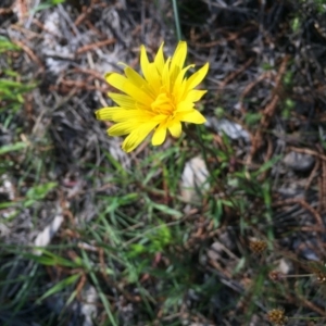 Microseris walteri at Majura, ACT - 13 Oct 2016 12:17 PM