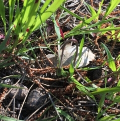 Microseris walteri at Majura, ACT - 13 Oct 2016 12:17 PM