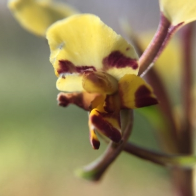 Diuris pardina (Leopard Doubletail) at Mount Majura - 13 Oct 2016 by JasonC