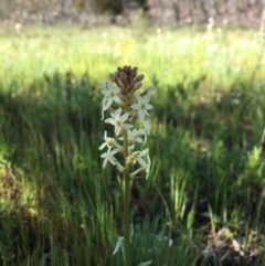 Stackhousia monogyna (Creamy Candles) at Mount Majura - 13 Oct 2016 by JasonC