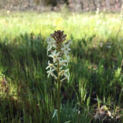 Stackhousia monogyna (Creamy Candles) at Mount Majura - 13 Oct 2016 by JasonC