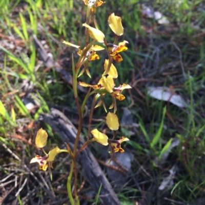 Diuris pardina (Leopard Doubletail) at Mount Majura - 13 Oct 2016 by JasonC