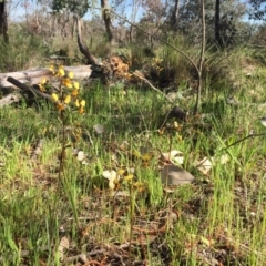 Diuris pardina at Majura, ACT - 13 Oct 2016