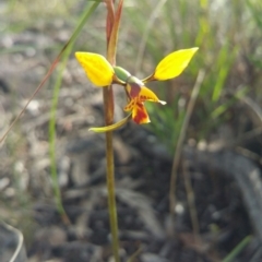 Diuris nigromontana (Black Mountain Leopard Orchid) at Acton, ACT - 11 Oct 2016 by nic.mikhailovich