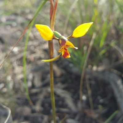Diuris nigromontana (Black Mountain Leopard Orchid) at Acton, ACT - 11 Oct 2016 by nic.mikhailovich