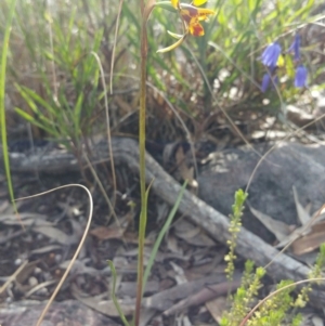 Diuris nigromontana at Acton, ACT - 12 Oct 2016