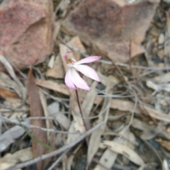 Caladenia fuscata (Dusky Fingers) at Point 5140 - 12 Oct 2016 by nic.jario