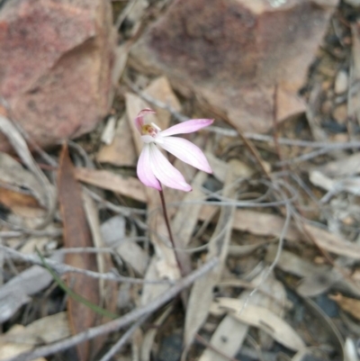Caladenia fuscata (Dusky Fingers) at Point 5140 - 12 Oct 2016 by nic.jario