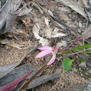 Caladenia fuscata at Point 5140 - 12 Oct 2016