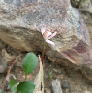 Caladenia fuscata at Point 5140 - 12 Oct 2016