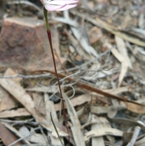 Caladenia fuscata at Point 5140 - 12 Oct 2016