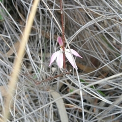 Caladenia fuscata at Undefined Area - suppressed