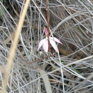 Caladenia fuscata at Point 5140 - 12 Oct 2016