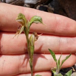 Oligochaetochilus aciculiformis at Acton, ACT - 13 Oct 2016