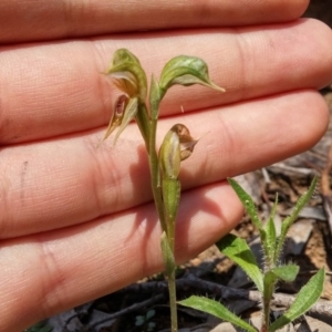 Oligochaetochilus aciculiformis at Acton, ACT - suppressed