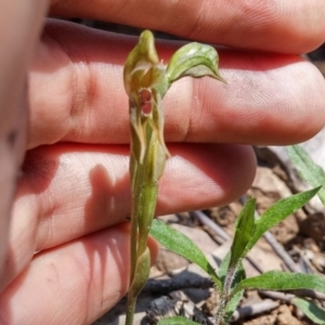 Oligochaetochilus aciculiformis at Acton, ACT - suppressed