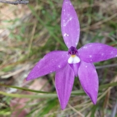 Glossodia major (Wax Lip Orchid) at Acton, ACT - 12 Oct 2016 by NickWilson