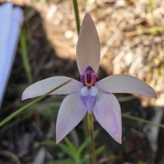 Glossodia major at Point 5595 - 13 Oct 2016