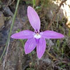 Glossodia major at Point 5595 - 13 Oct 2016