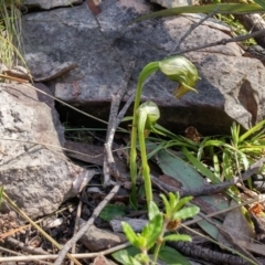Pterostylis nutans (Nodding Greenhood) at Point 5595 - 13 Oct 2016 by NickWilson