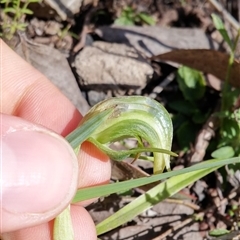 Pterostylis nutans at Undefined Area - suppressed