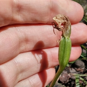 Pterostylis nutans at Undefined Area - suppressed