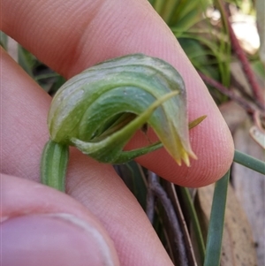 Pterostylis nutans at Undefined Area - suppressed