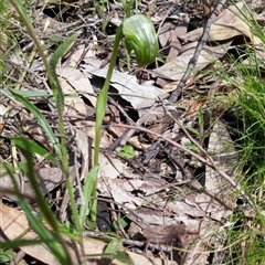 Pterostylis nutans at Undefined Area - suppressed