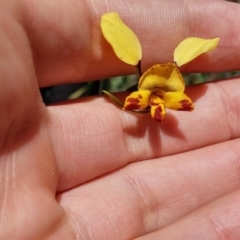 Diuris nigromontana (Black Mountain Leopard Orchid) at Acton, ACT - 12 Oct 2016 by NickWilson