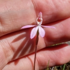 Caladenia fuscata (Dusky Fingers) at Acton, ACT - 12 Oct 2016 by NickWilson