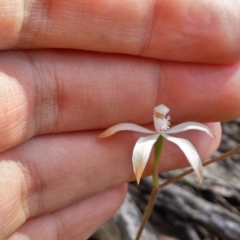 Caladenia ustulata (Brown Caps) at Acton, ACT - 12 Oct 2016 by NickWilson